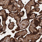 Immunohistochemical staining of human placenta shows strong cytoplasmic positivity in trophoblastic cells.