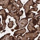 Immunohistochemical staining of human placenta shows strong cytoplasmic positivity in trophoblastic cells.