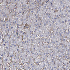 Immunohistochemical staining of human liver shows very weak cytoplasmic positivity in hepatocytes.