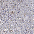 Anti-FBLN1 Antibody