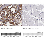 Anti-FBLN1 Antibody