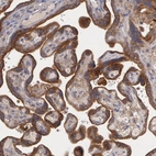 Immunohistochemical staining of human placenta shows strong cytoplasmic positivity in trophoblastic cells.