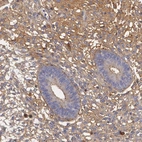 Immunohistochemical staining of human endometrium shows moderate positivity in extracellular matrix.
