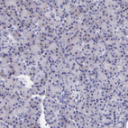 Immunohistochemical staining of human pancreas shows no positivity in exocrine glandular cells as expected.