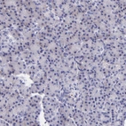 Immunohistochemical staining of human pancreas shows no positivity in exocrine glandular cells as expected.