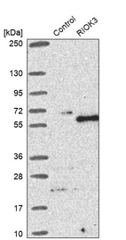 Western blot analysis in control (vector only transfected HEK293T lysate) and RIOK3 over-expression lysate (Co-expressed with a C-terminal myc-DDK tag (~3.1 kDa) in mammalian HEK293T cells, LY407842).