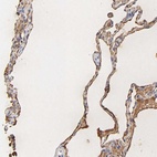 Anti-PAG1 Antibody