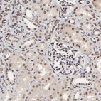 Immunohistochemical staining of human kidney shows moderate to strong nuclear positivity in cells in tubules and glomeruli.