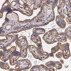 Immunohistochemical staining of human placenta shows moderate tmembranous positivity in trophoblastic cells.
