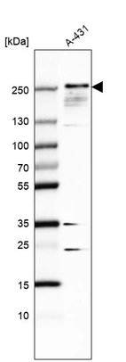 Western blot analysis in human cell line A-431.