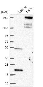 Western blot analysis in control (vector only transfected HEK293T lysate) and TJP1 over-expression lysate (Co-expressed with a C-terminal myc-DDK tag (~3.1 kDa) in mammalian HEK293T cells, LY418804).