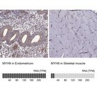 Anti-MYH9 Antibody