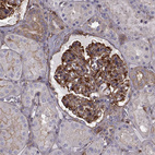 Anti-MYH9 Antibody