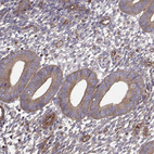 Immunohistochemical staining of human endometrium shows moderate cytoplasmic positivity in glandular cells.