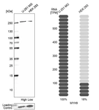 Western blot analysis in human cell lines U-251MG and HEK293 using Anti-MYH9 antibody. Corresponding MYH9 RNA-seq data are presented for the same cell lines. Loading control: Anti-PFN1.