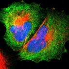 Immunofluorescent staining of human cell line U-251 MG shows localization to plasma membrane, cytosol & actin filaments.