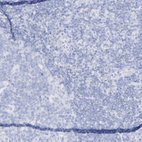 Immunohistochemical staining of human lymph node shows no positivity in non-germinal center cells as expected.