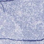 Immunohistochemical staining of human lymph node shows no positivity in non-germinal center cells as expected.