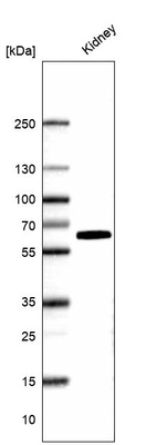 Western blot analysis in human kidney tissue.