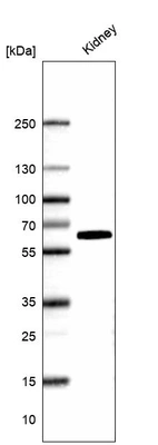 Western blot analysis in human kidney tissue.