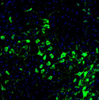 Immunofluorescence staining of mouse medulla shows strong positivity in neurons of the facial nucleus.