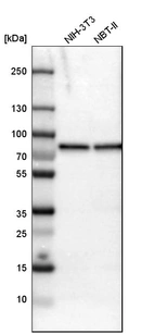 Western blot analysis in mouse cell line NIH-3T3 and rat cell line NBT-II.