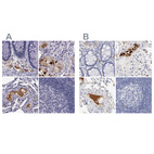 Anti-APOH Antibody