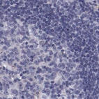 Immunohistochemical staining of human lymph node using Anti-APOH antibody HPA001654.