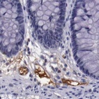 Anti-APOH Antibody