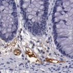Immunohistochemical staining of human colon using Anti-APOH antibody HPA001654.
