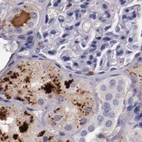 Immunohistochemical staining of human kidney using Anti-APOH antibody HPA001654.