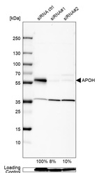 Anti-APOH Antibody