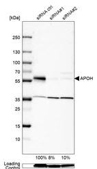 Western blot analysis in Caco-2 cells transfected with control siRNA, target specific siRNA probe #1 and #2, using Anti-APOH antibody. Remaining relative intensity is presented. Loading control: Anti-GAPDH.