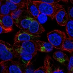 Immunofluorescent staining of human cell line Hep G2 shows localization to the Golgi apparatus.