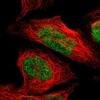 Immunofluorescent staining of human cell line U-2 OS shows localization to nucleus.