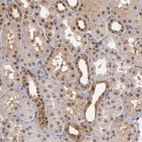 Anti-ZNF75A Antibody
