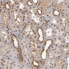 Anti-ZNF75A Antibody