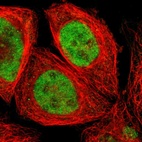 Anti-ZNF75A Antibody