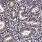 Anti-HNRNPA2B1 Antibody