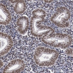 Immunohistochemical staining of human endometrium shows moderate nuclear positivity in glandular cells.