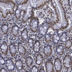 Immunohistochemical staining of human small intestine shows strong nuclear positivity in glandular cells.