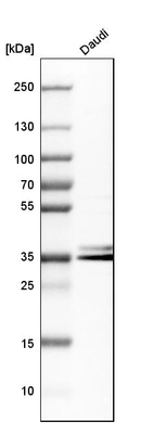 Western blot analysis in human cell line Daudi.