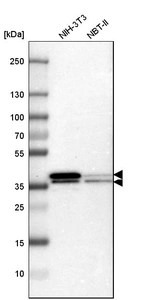 Western blot analysis in mouse cell line NIH-3T3 and rat cell line NBT-II.