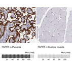 Anti-PAPPA Antibody