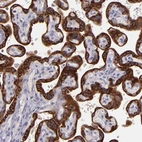 Immunohistochemical staining of human placenta shows moderate to strong cytoplasmic positivity in trophoblastic cells.