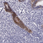 Immunohistochemical staining of human endometrium shows moderate to strong cytoplasmic positivity in glandular cells.