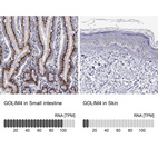 Anti-GOLIM4 Antibody