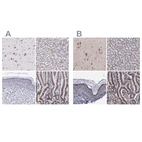 Immunohistochemical staining of human cerebral cortex, liver, skin and small intestine using Anti-GOLIM4 antibody HPA001677 (A) shows similar protein distribution across tissues to independent antibody HPA002315 (B).
