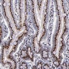 Immunohistochemical staining of human small intestine shows strong positivity in Golgi apparatus in glandular cells.