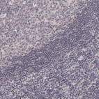 Anti-DLG3 Antibody